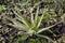 King Sundew plant with sticky mucilage to catch insects