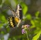 King Swallowtail or Thoas Swallowtail (Papilio thoas) feeding on lantana.