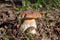 King of tasty edible mushrooms, boletus edulis porcini cepe growing in forest