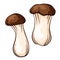 King trumpet mushroom in cartoon style. Eringi king oyster hand drawn, sketch. Vector illustration isolated on a white