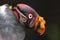 King Vulture