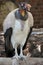 King Vulture