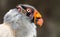 King vulture