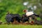 King vulture, Costa Rica, large bird found in South America. Flying bird, forest in the background. Wildlife scene from tropic nat