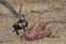 King vulture feeding on deer carcas, Ranthambhore National Park, Rajasthan, India