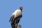 King Vulture Perched on a Branch