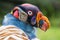 King vulture (Sarcoramphus papa)