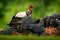 King vulture, Sarcoramphus papa, with carcas and black vultures. Red head bird, forest in the background. Wildlife scene from trop