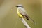 Kingbird ( Tyrannus melancholicus )