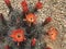 Kingcup cactus fleurs 2414