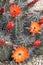 kingcup cactus fleurs 8859