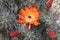 Kingcup cactus fleurs 8866