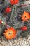 Kingcup cactus fleurs 8873