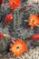 Kingcup cactus fleurs 8876