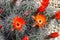 Kingcup cactus fleurs 8881 c