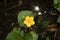 Kingcup flower, Marsh Marigold Caltha palustris in water. Yellow wild flower on dark background.