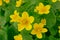 Kingcup / Marsh Marigold