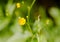 Kingcup, Marsh Marigold Caltha palustris macro