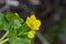 Kingcup or marsh marigold near the river