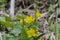 Kingcup or marsh marigold near the river