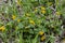 Kingcup or marsh marigold near the river