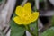 Kingcup or marsh marigold near the river
