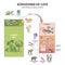 Kingdoms of life as labeled biological nature classification outline diagram