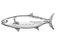 Kingfish New Zealand Fish Cartoon Retro Drawing