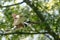 Kingfisher, alcedine captured flying with a fish in its mouth against a blurred background of trees