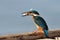 Kingfisher (alcedo atthis)