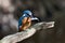 Kingfisher - Alcedo atthis