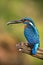 Kingfisher (Alcedo atthis)