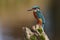 Kingfisher, Alcedo atthis