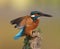 Kingfisher, Alcedo atthis