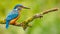 Kingfisher Alcedo Atthis