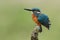 Kingfisher (Alcedo atthis)