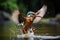 Kingfisher, Alcedo atthis, landing on the water, Female kingfisher emerging from the water after an unsuccessful dive to catch a