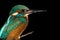 Kingfisher Alcedo atthis perched against black background