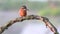 Kingfisher Alcedo atthis perched on branch