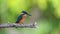Kingfisher or Alcedo atthis perches on branch