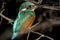 Kingfisher Alcedo atthis perching on branch at night