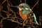 Kingfisher & x28;Alcedo atthis& x29; with transparent third eyelid partial