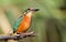 Kingfisher, Alcedo. A young bird sits on a branch above the river. Keeps prey