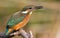 Kingfisher, Alcedo. A young bird sits on a branch above the river. Keeps prey