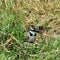 Kingfisher on the banks of the Kazinga Channel, Uganda