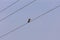 Kingfisher bird on electrical wire, Shivapur, Karnataka, India