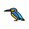 kingfisher bird exotic color icon vector illustration