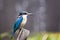 A kingfisher bird having a rest