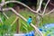 Kingfisher bird from Kerala India