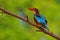 Kingfisher bird. natural, nature , wallpaper